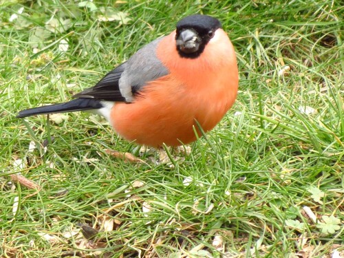 Oiseaux de mon jardin