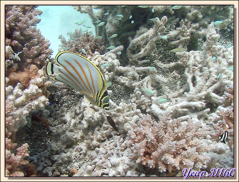 Poisson-papillon orné (Chaetodon ornatissimus) - Atoll de Fakarava - Tuamotu - Polynésie française