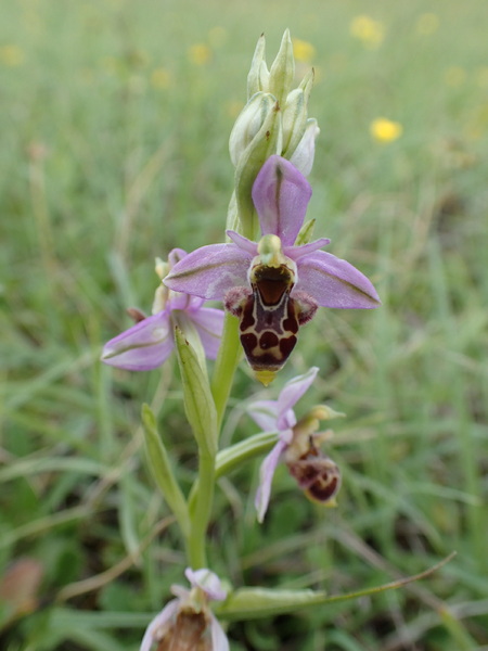 Ophrys scolopax