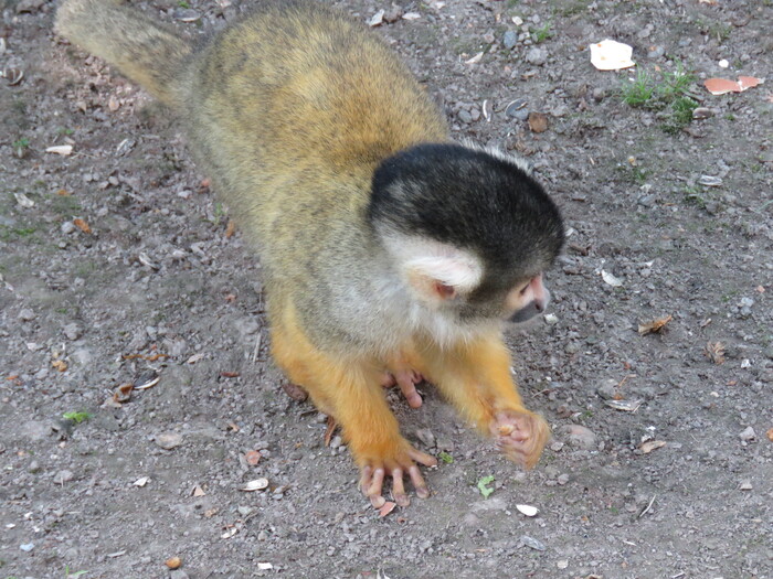 Zoo de la Boissière Du Doré (21).