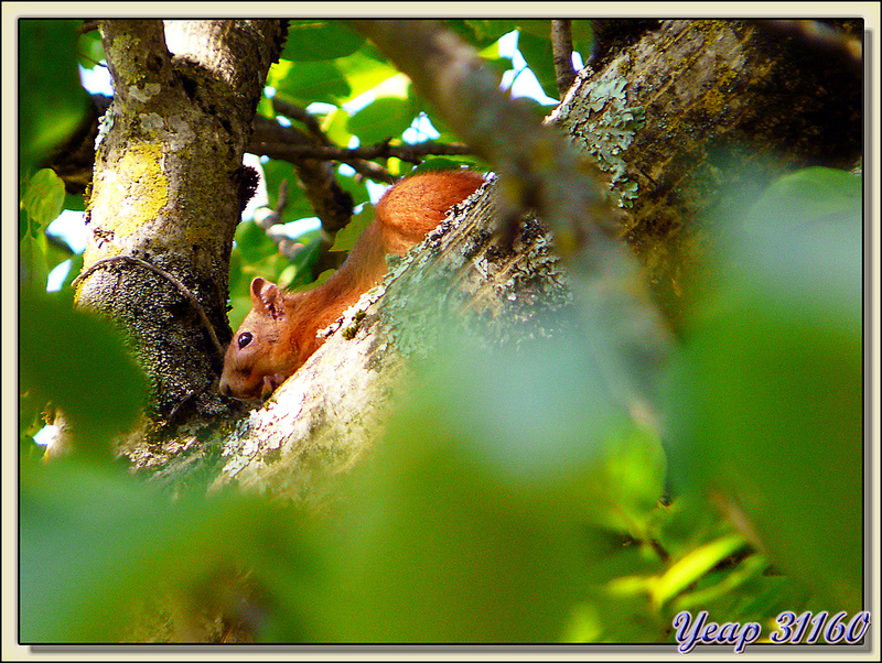 Cache-cache écureuil dans le noyer - Lartigau - Milhas - 31