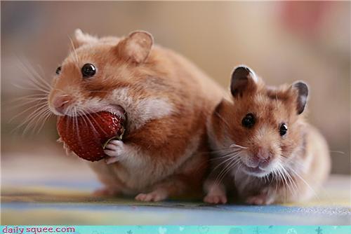 souris-aime-fraise.jpg