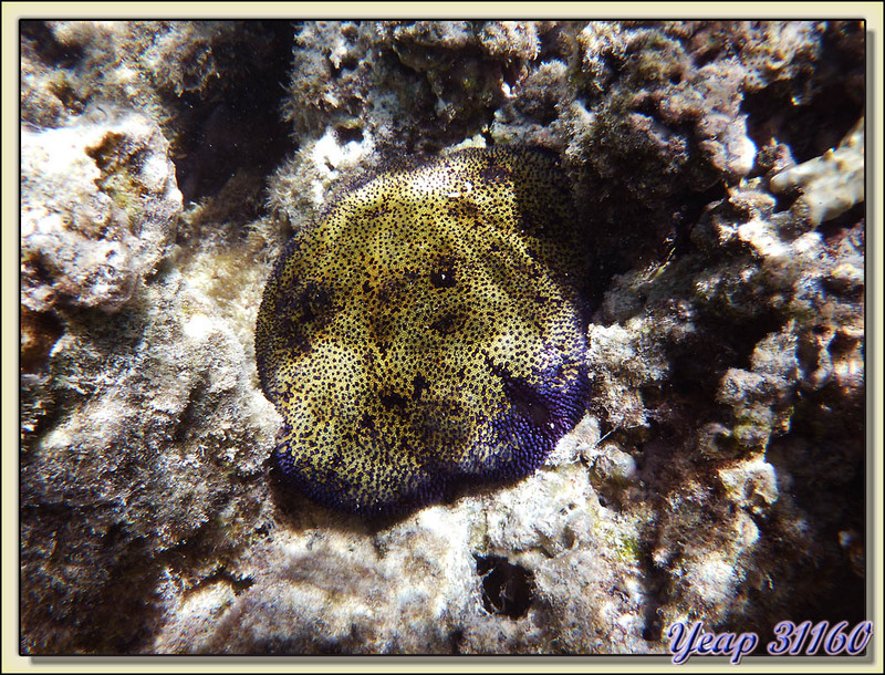 Coussin de requin (étoile de mer) - Lagon des Tipaniers - Moorea - Polynésie française