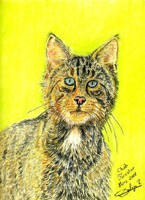 dessin-chat-forestier.jpg