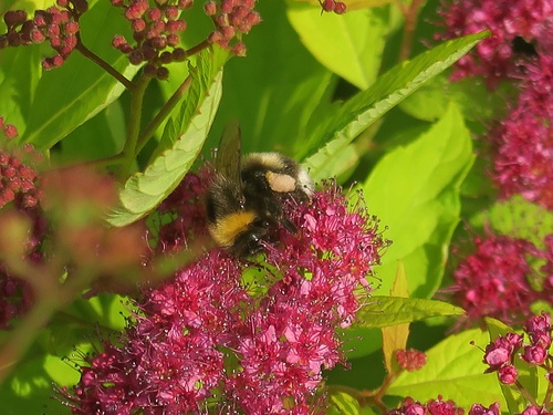  bourdon terrestre (Bombus terrestris),