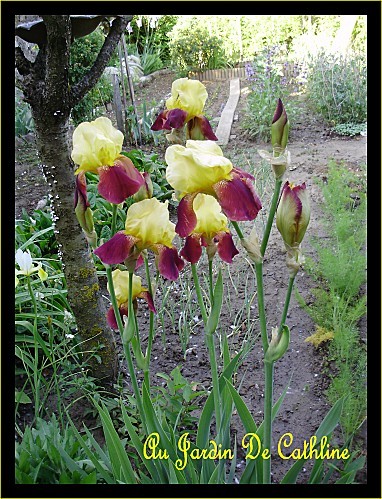 TOUFFE-IRIS-AU-JARDIN.jpg