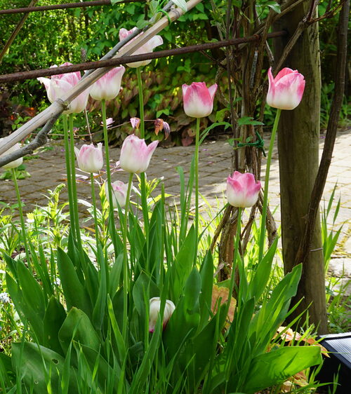 Des fleurs ...encore et tant mieux 