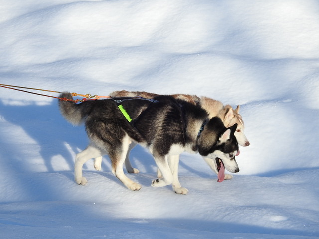 chiens des glaces