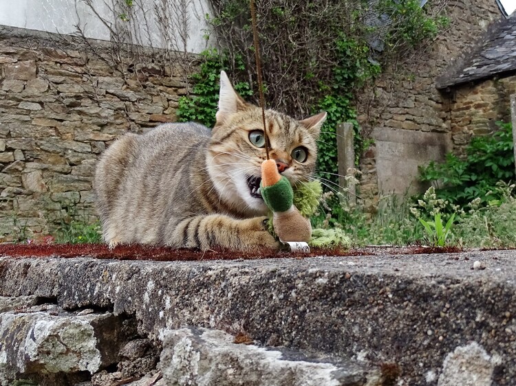 Dimanche c'est chat