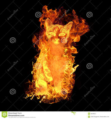 https://thumbs.dreamstime.com/z/fire-cat-mean-burning-flames-48038521.jpg