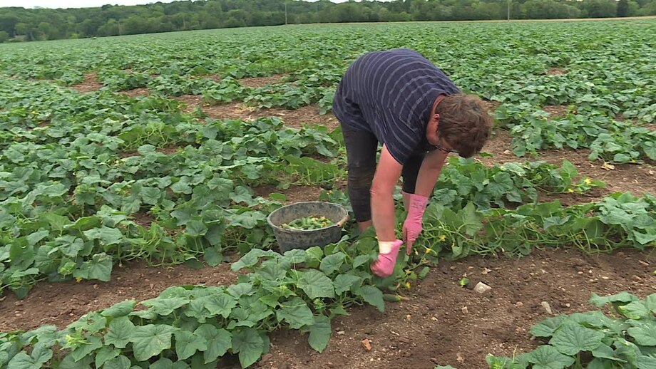 Les Cornichons de l'Yonne