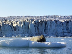 Un phoque barbu se prélassant sur un bourguignon devant le glacier Esmark