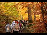La randonnée du 11 novembre en forêt de Grimbosq