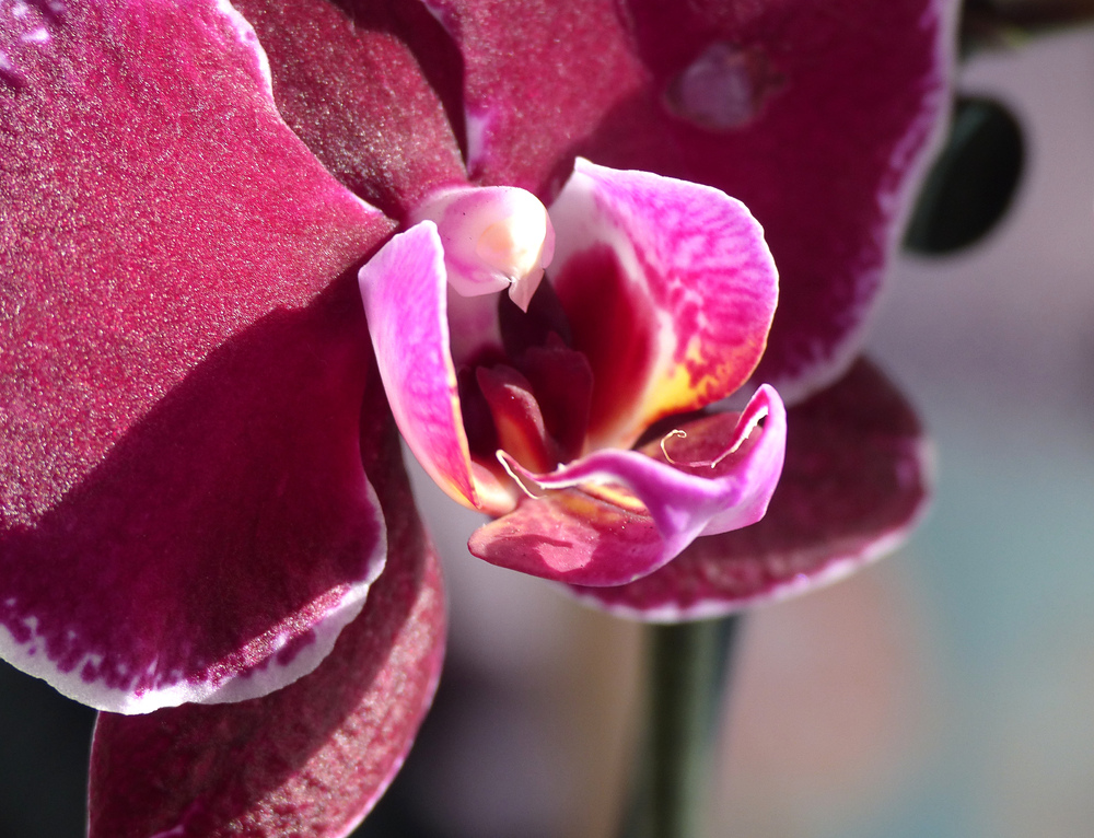 Orchidée : mystérieuse volupté