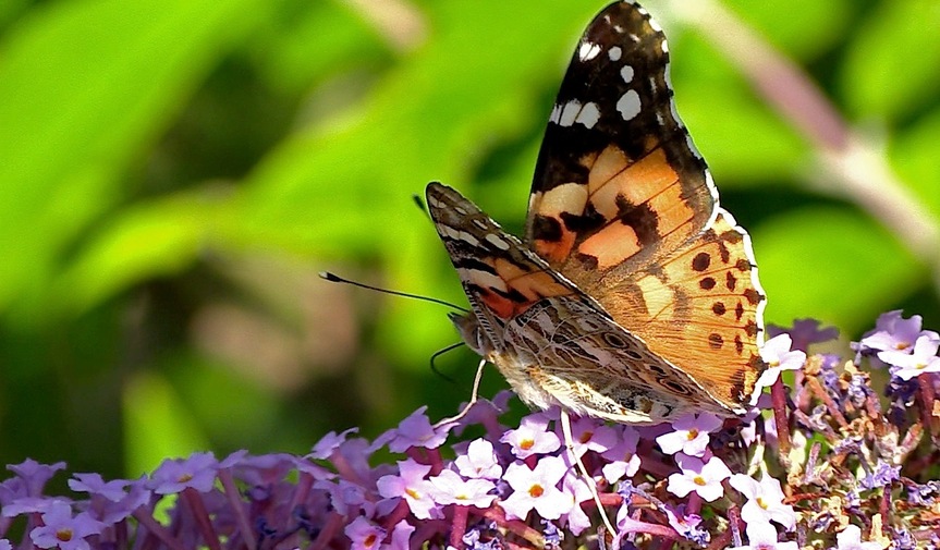Les papillons de l'été (4) Sur le buddléia