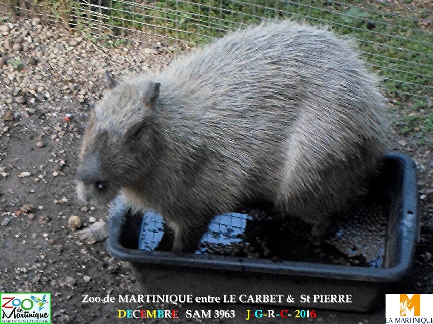  ZOO de MARTINIQUE 3/5 - 13/15  LE CARBET  972      D  18/01/2018 