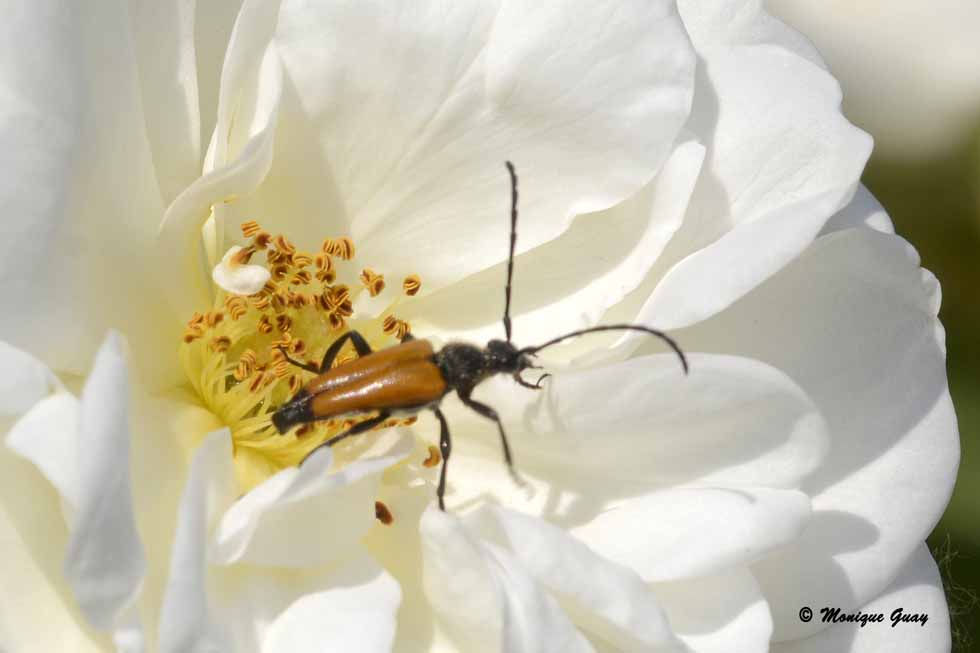 Lepture fauve attablé