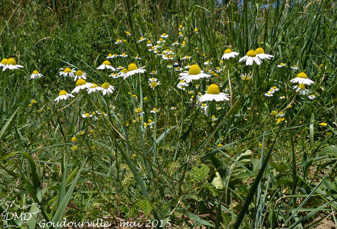 Matricaria chamomilla  -  matricaire camomille