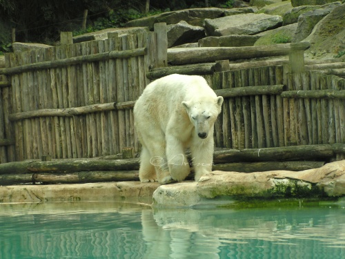 Balade au Zoo