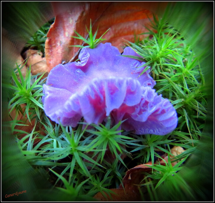 Parapluies d'automne