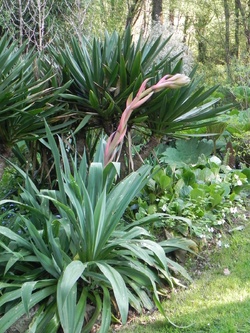 Mon jardin dans l'ensemble 