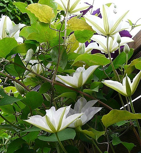 Clematite-Yukikomachi-9-06-12-032.jpg