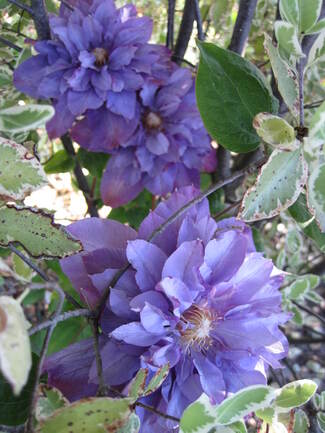 Clématite bleu pourpré à grande fleur double ' Vyvyan Pennell '