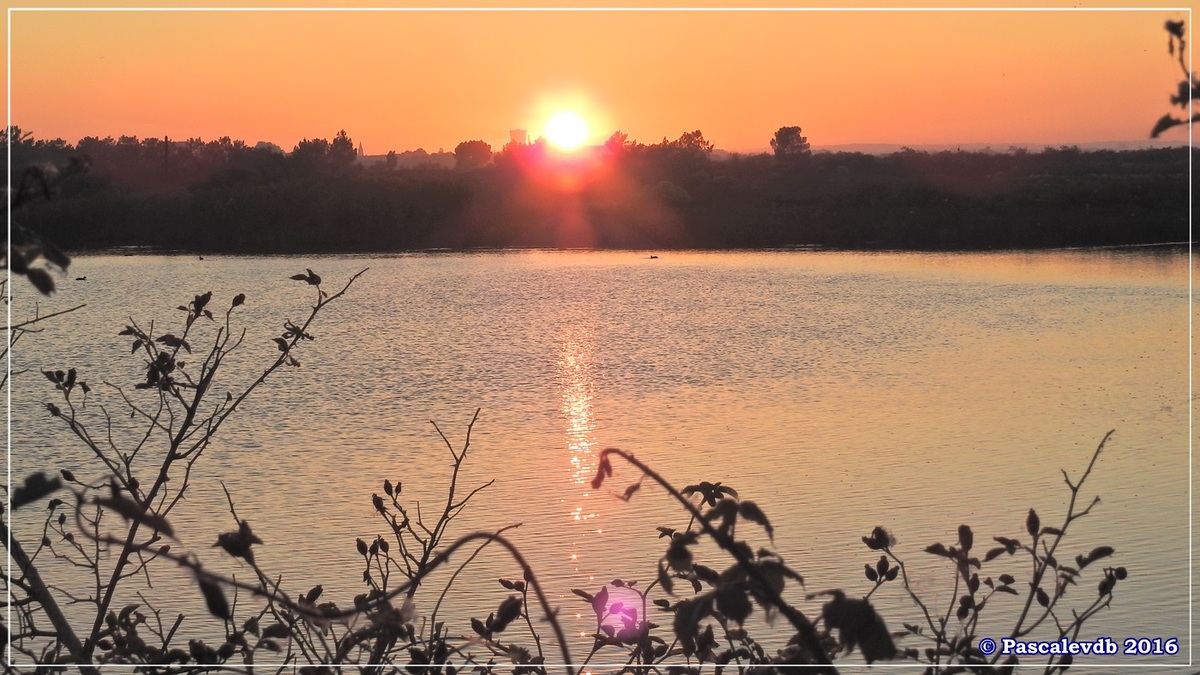 Réserve ornitho du Teich - Octobre 2016 - 10/11