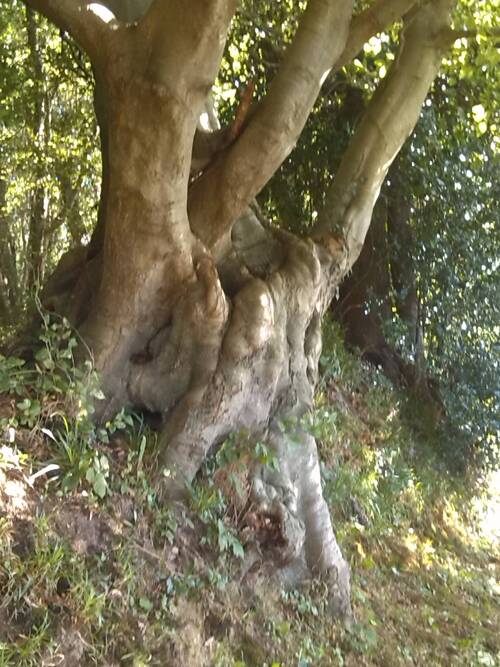 tronc d'arbre