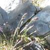 Graminée (Poaceae), près du sommet