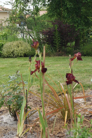 Iris germanica ' Red Orchid ' : surprise !