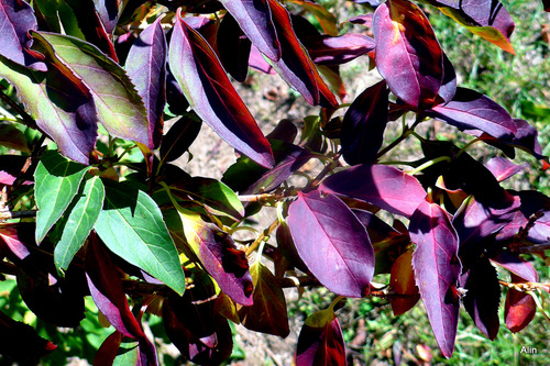 Des feuilles aux couleurs de l'automne 