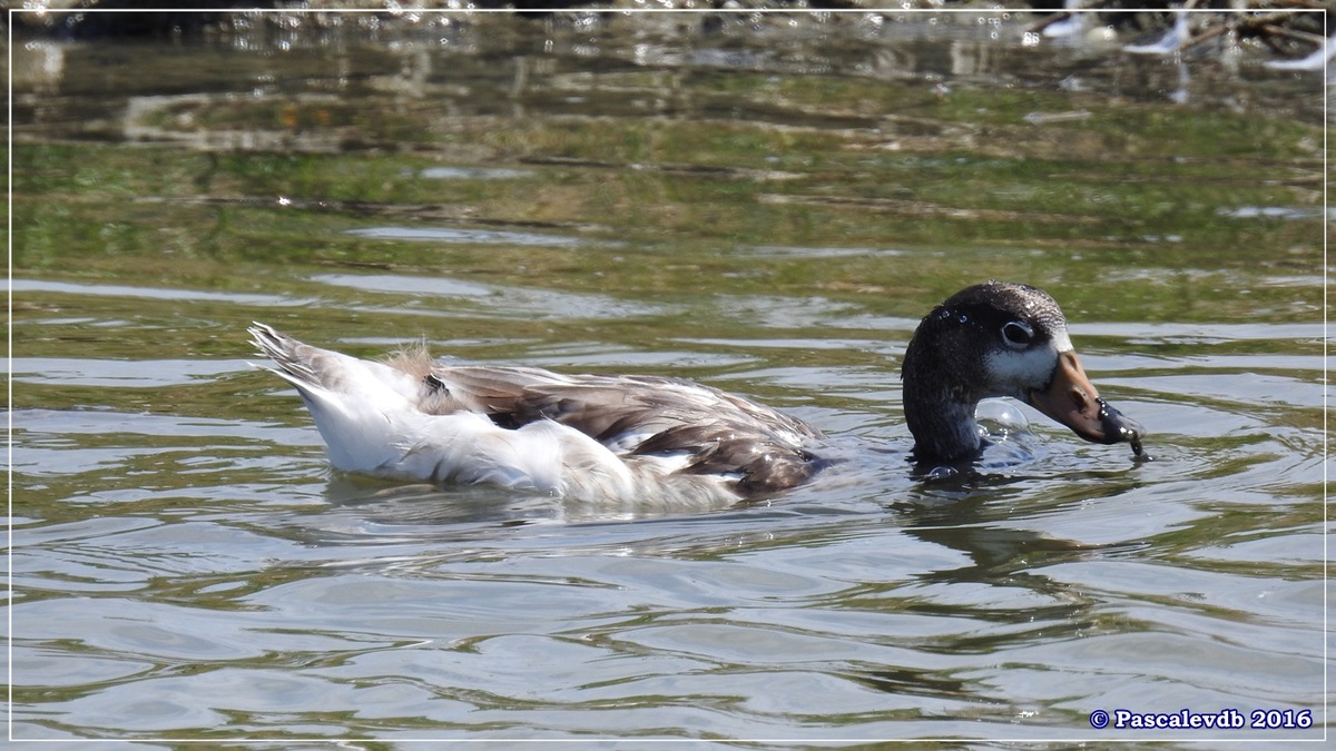 Réserve ornitho du Teich - Juin 2016 - 4/12