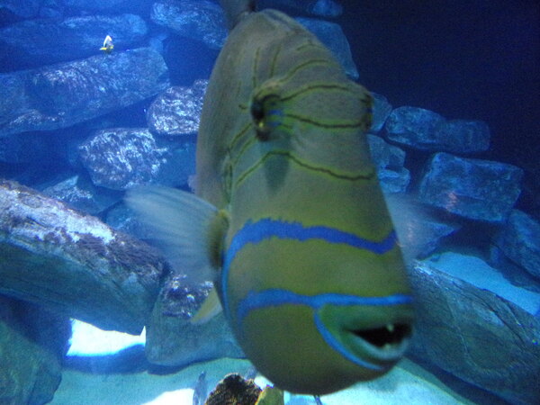 Aquarium d'Amnéville (5).