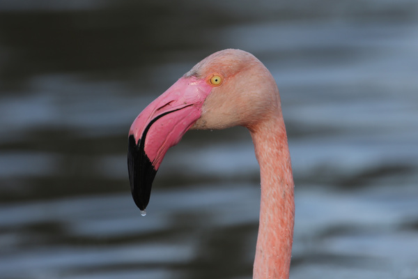 Portraits de Flamants roses