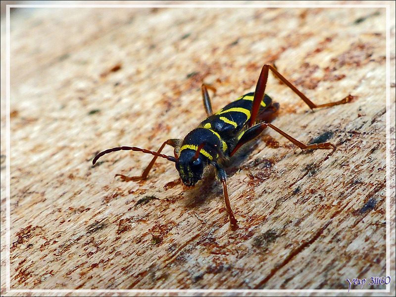 Coléoptère Clyte bélier (Clytus arietis) - Saint-Lary - 09