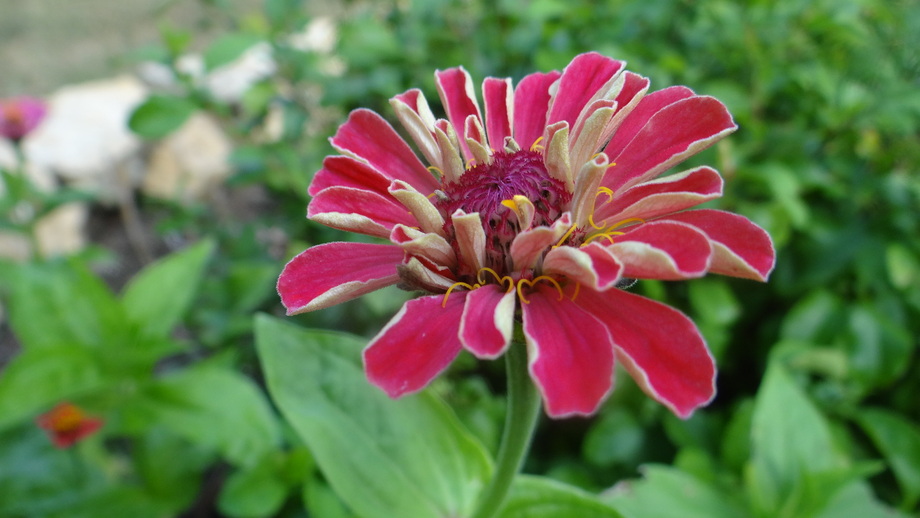 Le Zinnias dans Notre Jardin !!