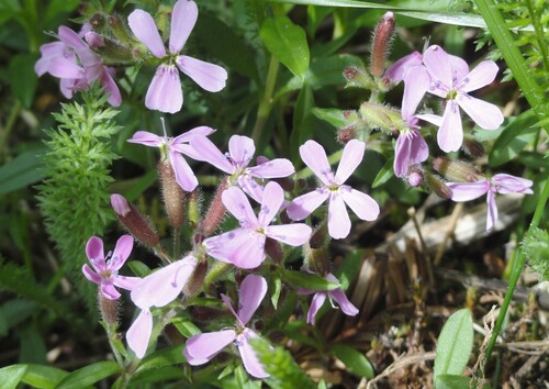 Fleurs mauves