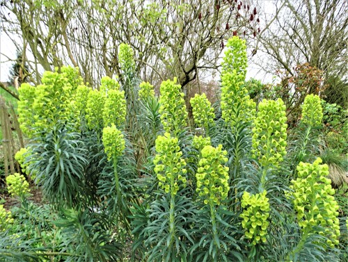Euphorbia characias "Wulfenii": un régal pour les yeux!