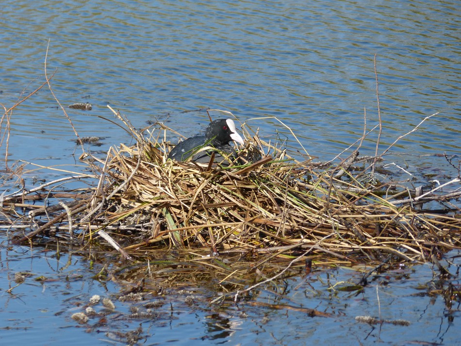 Une nature toute neuve