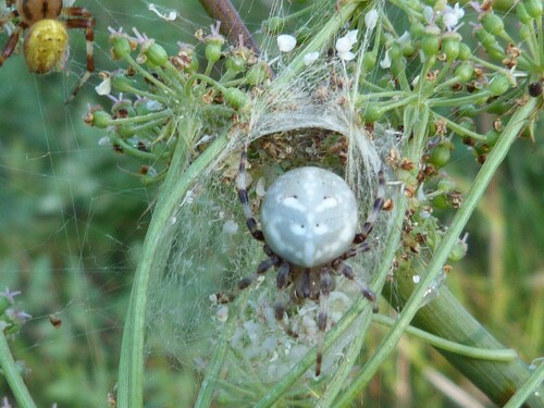 Araneus quadratus