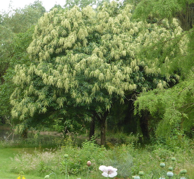 - Promenade dominicale au jardin -