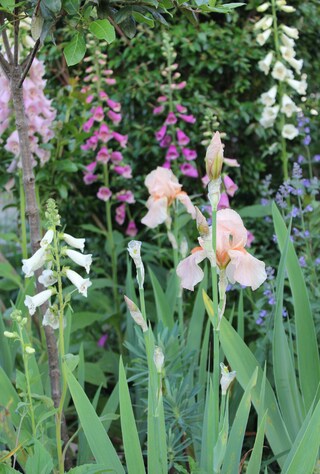 iris barbu rose