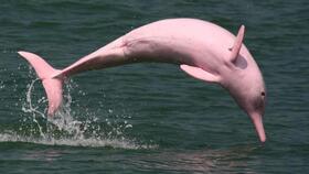 Résultat de recherche d'images pour "image de dauphin rose"
