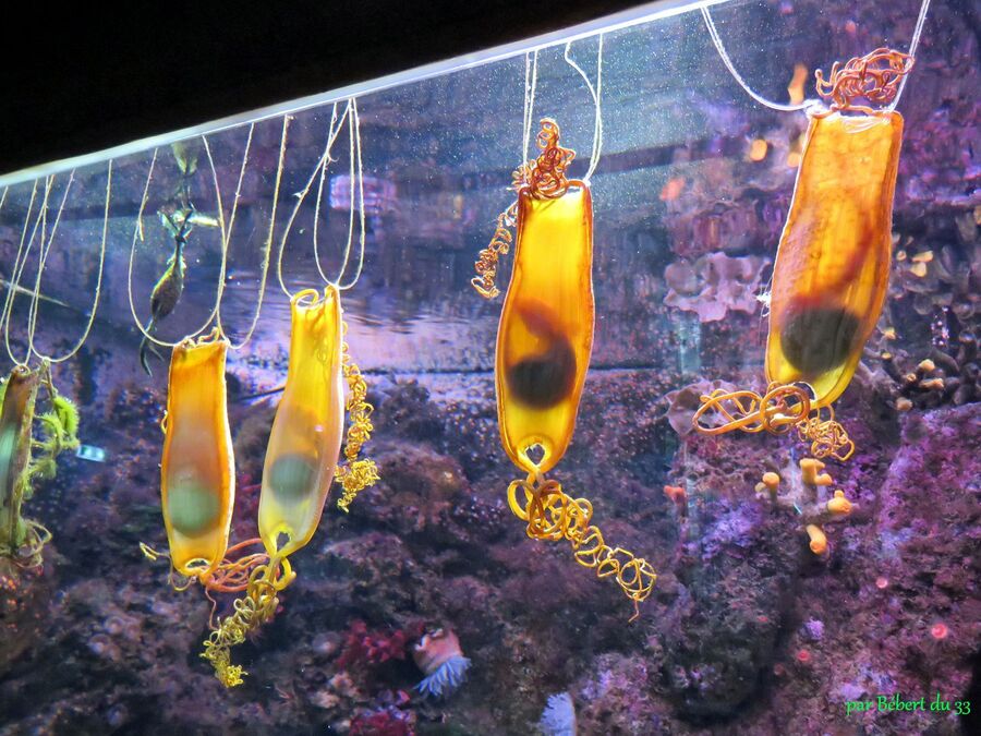 l'aquarium du Croisic (44)
