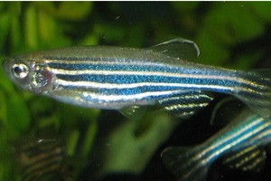 zebrafish2.jpg