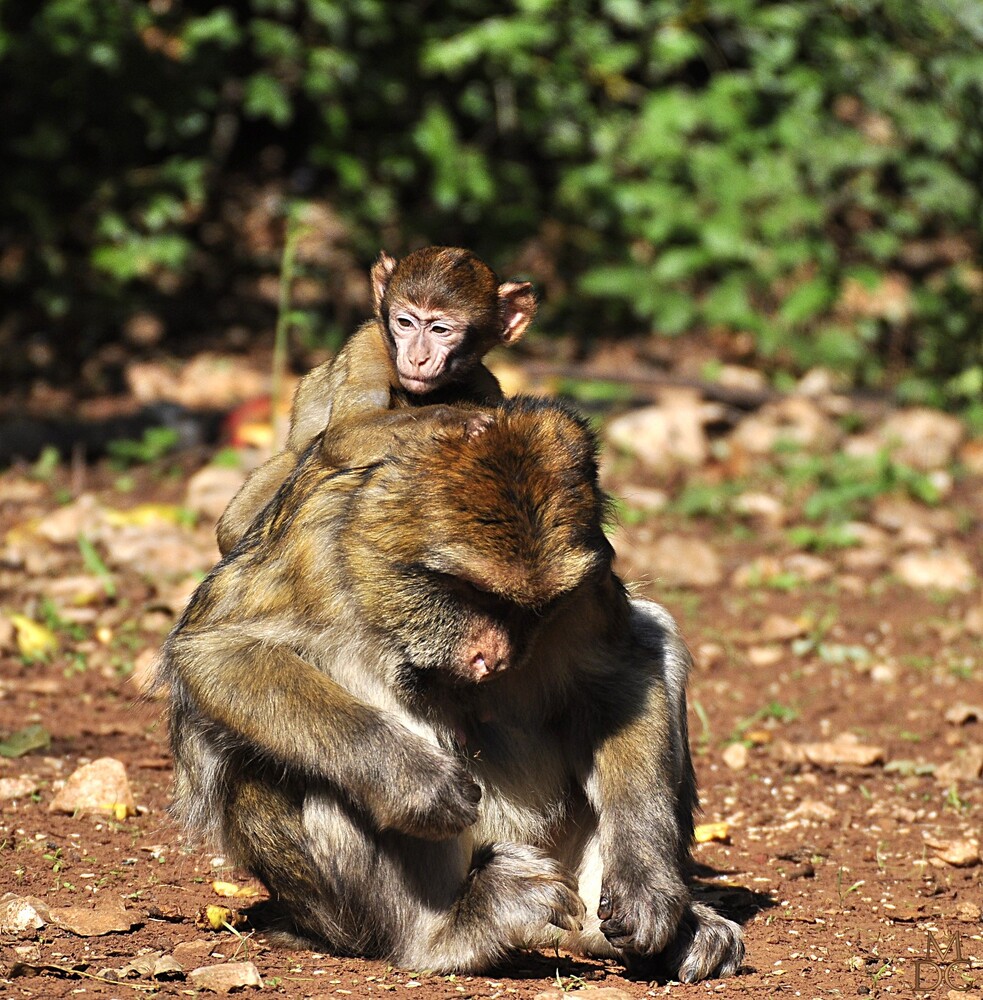 " scènes de la vie quotidienne chez les macaques"