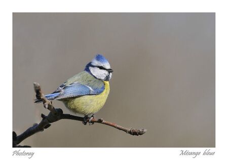 Mésange bleue 3