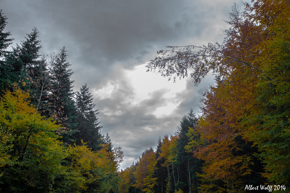 La forêt enchantée