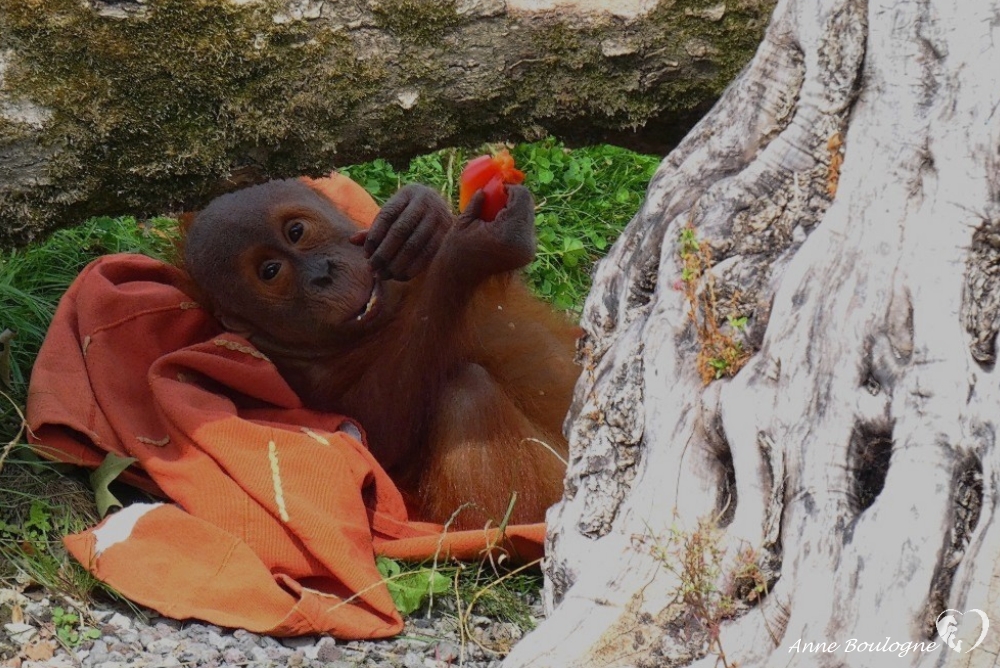 Berami bébé orang outang